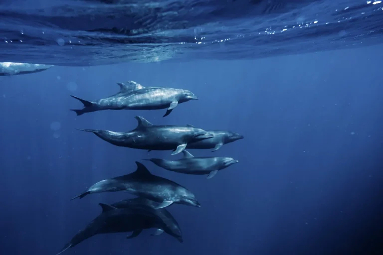 OceanHub Africa
