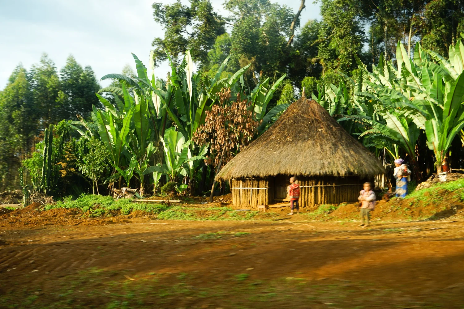 Forested